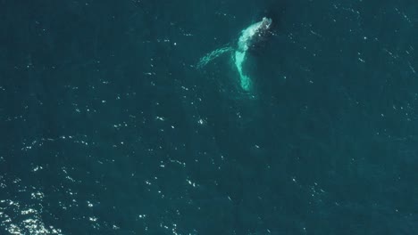 Cinematic-Aerial-Vertical-Slow-Mo-close-up-footage-of-a-humpback-whale-breaching-in-calm-blue-ocean-water-off-Sydney-Northern-Beaches-Coastline-playing-during-migration