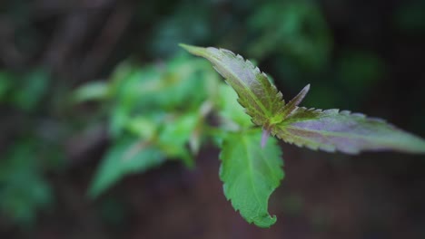 A-small-and-exotic-plant-displaying-marvelous-colors