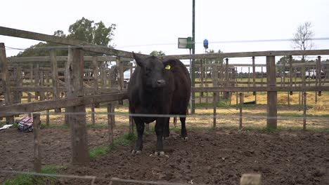 solitary black cow in farm pen