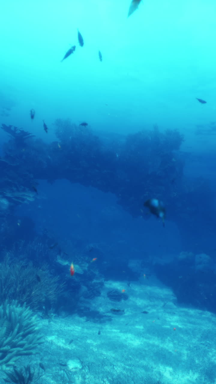 un vibrante arrecife de coral lleno de vida marina