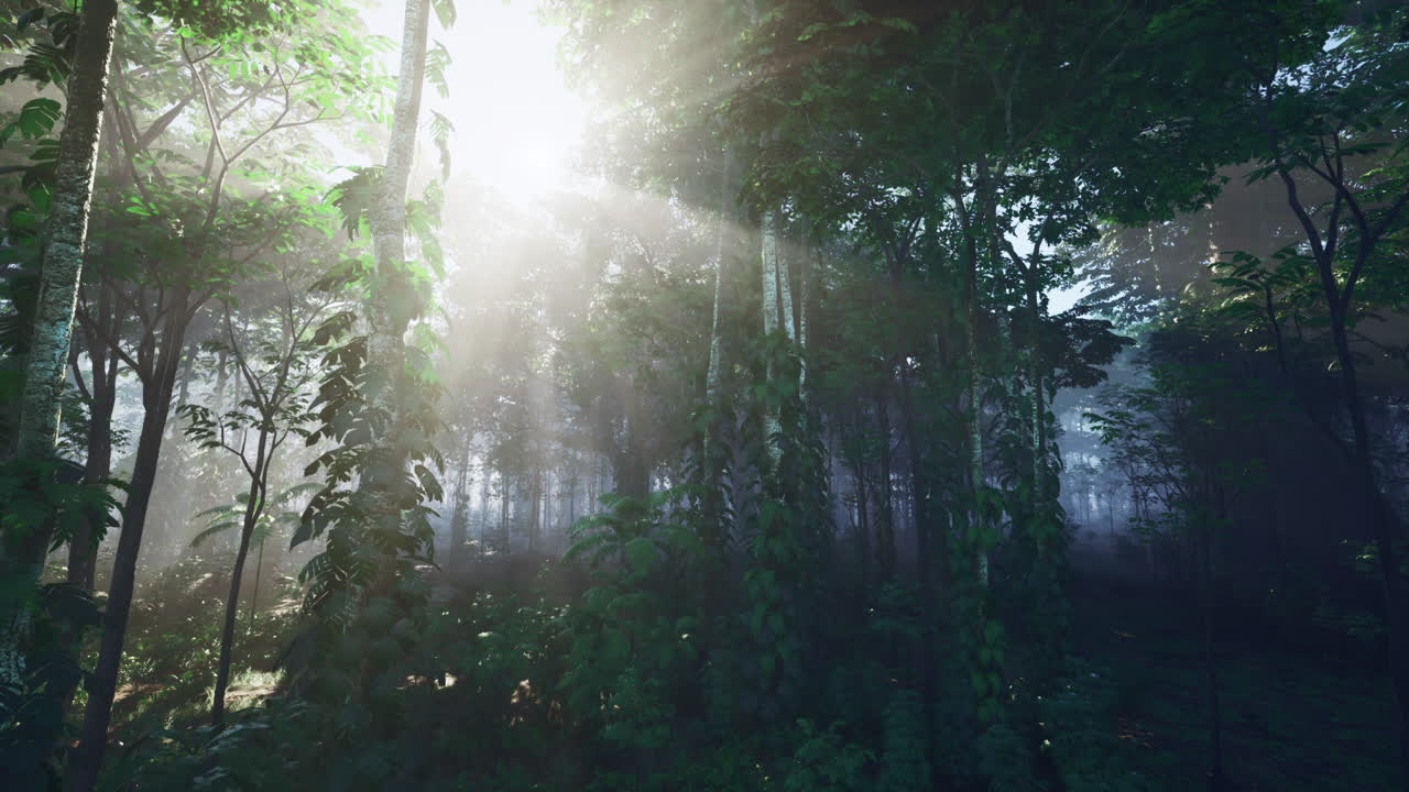 숲 속 의 나무 를 통해 빛 이 필터링 되는 것