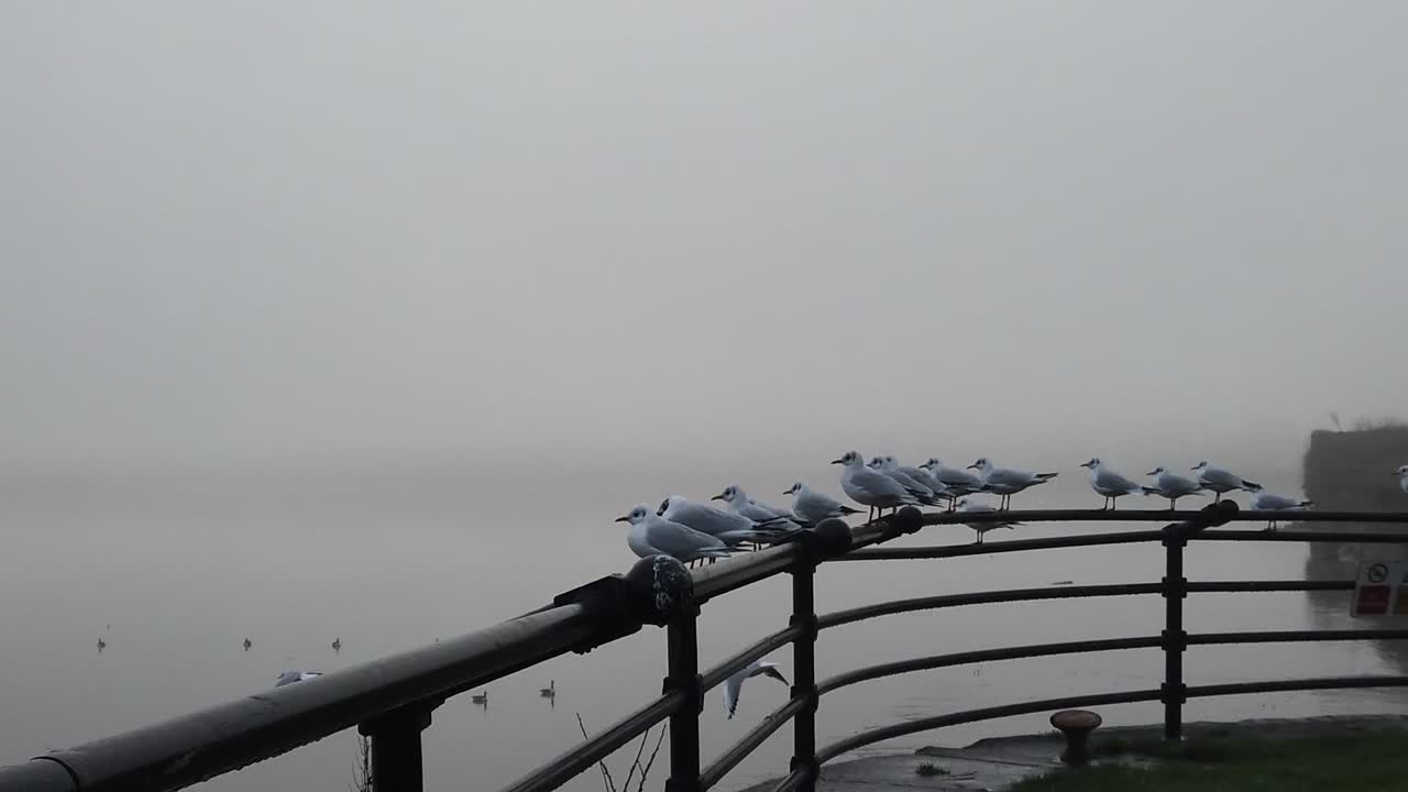 소름 끼치는 안개 낀 강을 가로질러 난간에서 슬로우 모션으로 날아가는 갈매기