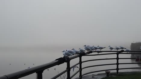 seagulls flying slow motion from railings across creepy misty river