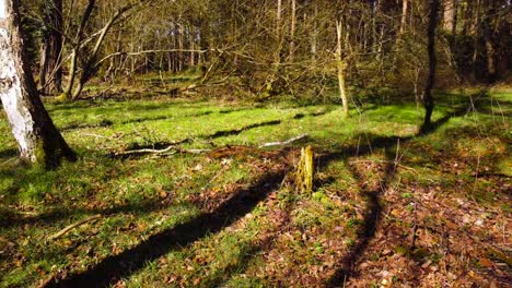 Gliding-through-a-lush,-grassy-part-of-a-beautiful-green-forest