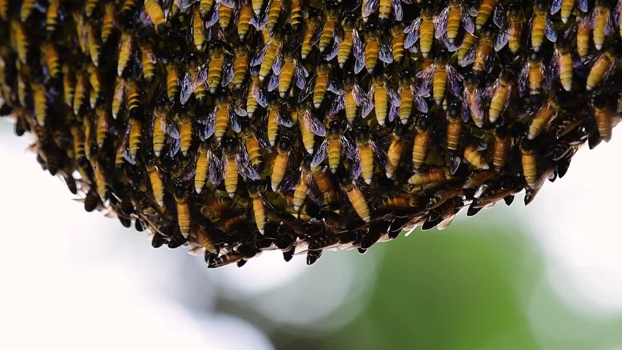 se sabe que las abejas melíferas gigantes construyen grandes colonias de nidos con bolsillos simétricos hechos de cera para almacenar miel como fuente de alimento.