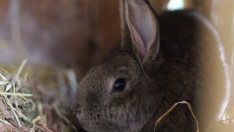 big gray rabbit in cage slow motion