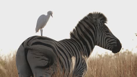 zebra startles perching cattle egret when it starts walking in sunset savanna