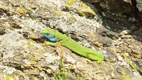 The-Tailless-Survivor:-A-Lizard's-Tale