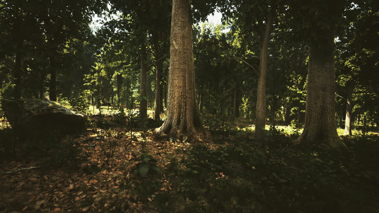 Sunlight filters through tall trees in a serene forest clearing