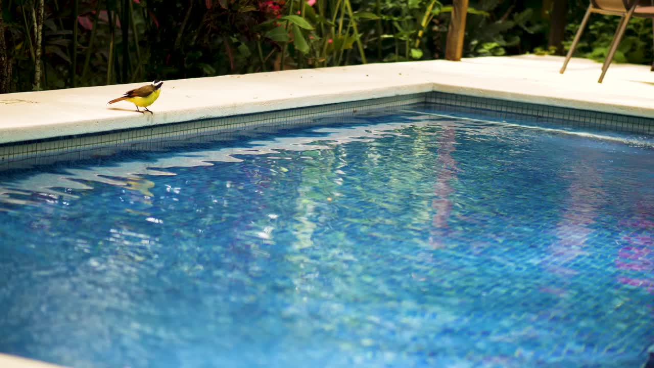 En rusttyran, der sidder på kanten af en swimmingpool, hvorefter den flyver hen over det blå vand og kortvarigt drikker under flugten. Tropiske planter i baggrunden, rolig filmisk slow motion
