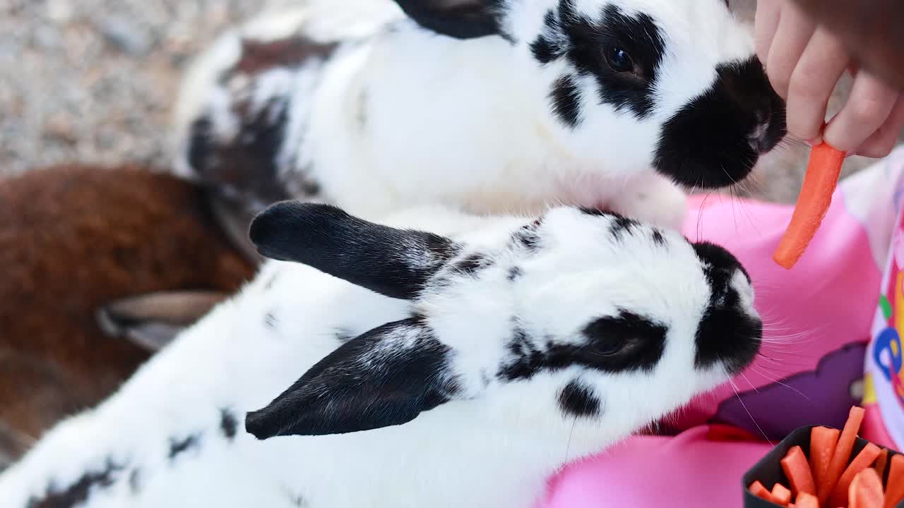 토끼 들 은 떠다니는 시장 에서 당근 을 즐긴다