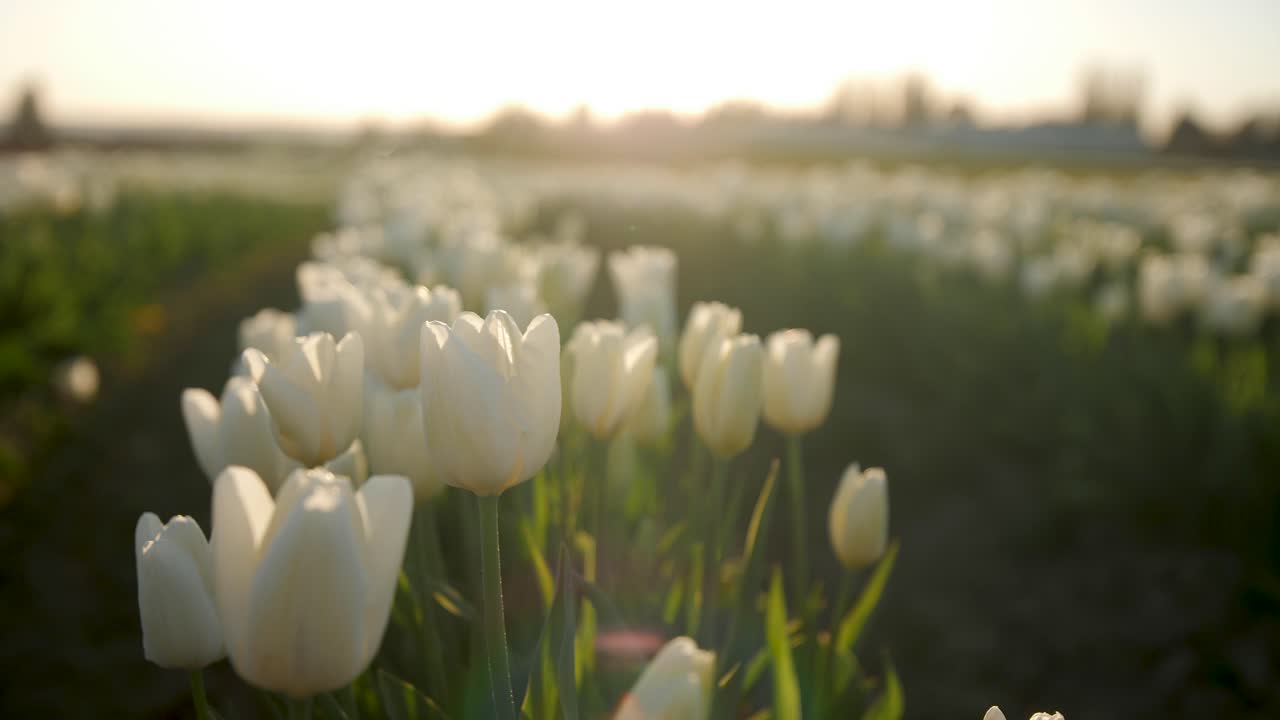 Stunning Field of White Tulips at Sunset