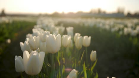 stunning field of white tulips at sunset