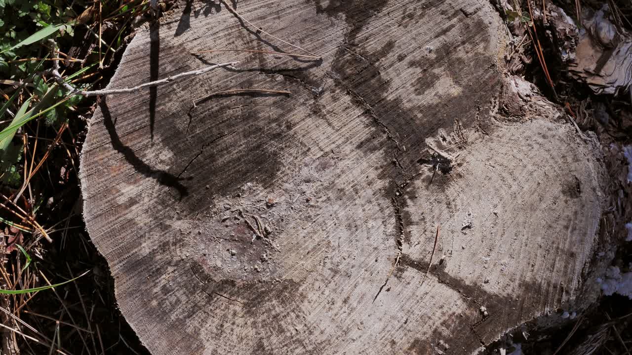 나무 줄기,  나무, 숲에서  나무의  뷰, 산림 재생의 개념, 자연, 생태.