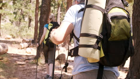 two hiker walking through forest