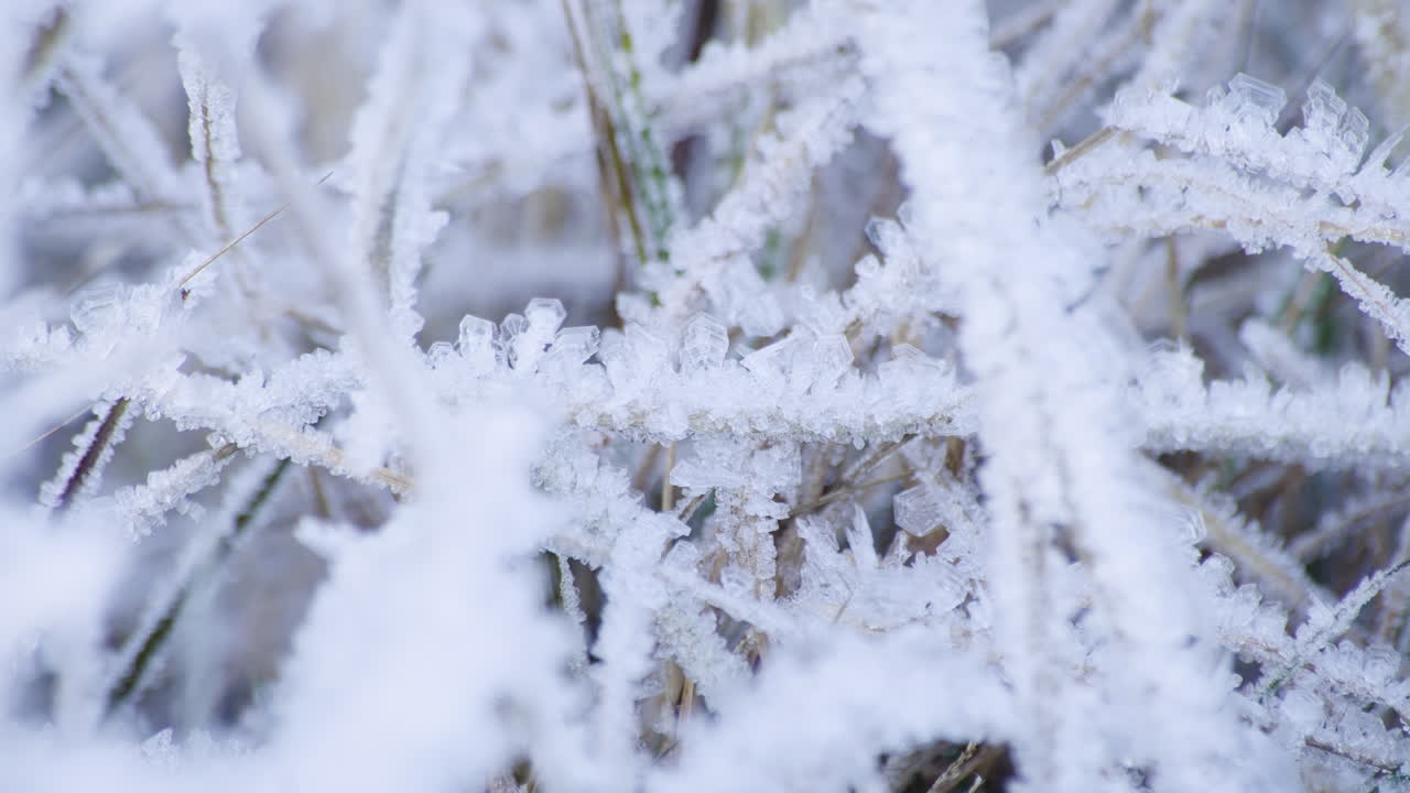 hielo rime en la vegetación