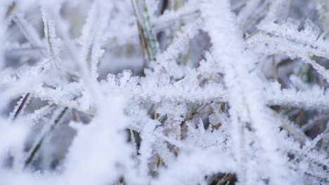 hielo rime en la vegetación