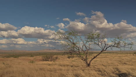 árbol solitario en pastizales tierras de cultivo de campo abierto bajo un cielo azul con nubes