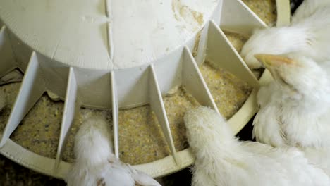 white broiler chicken at the poultry farm