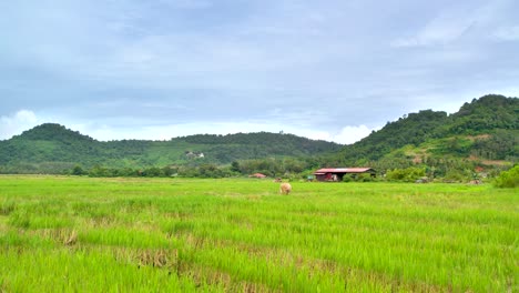 在馬來西亞蘭卡威島的kampong mawar村,在綠色的米田上飛向牛