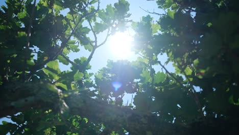 Sonnenlicht,-Das-Durch-Die-Blätter-Eines-Großen-Baumes-Emporragt