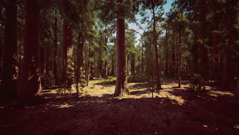 dense forest with towering trees and scattered sunlight at midday