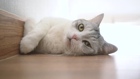 el gato es lindo, el gato limpia.