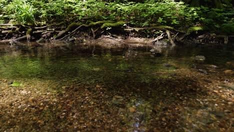 shallow forest stream with clear water and pebbles