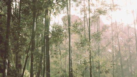 bambú verde en la niebla con tallos y hojas