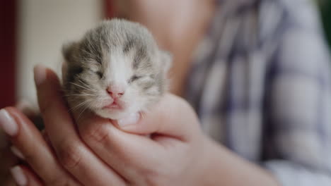 woman holds a newborn blind kitten 1