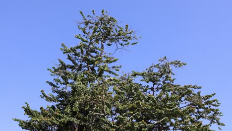 Static view of a conifer tree on a sunny day