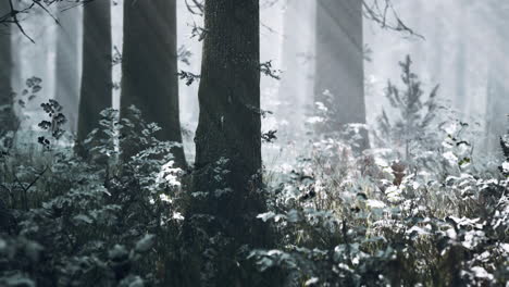 Sunset-or-sunrise-in-the-winter-pine-forest-covered-with-a-snow