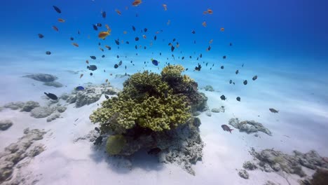tropical reef fish swimming around a coral reef on a sunny day in zanzibar, tanzania.