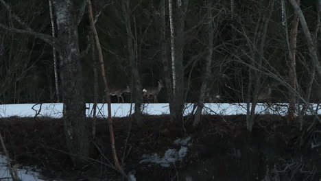 Majestätische-Rehe,-Die-Im-Winterwald-In-Norwegen-Spazieren-Gehen,-Extreme-Zeitlupenansicht