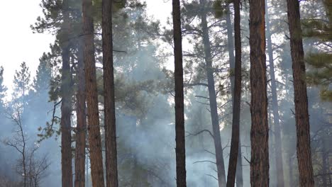 tilt up of smoke rising through the forest trees
