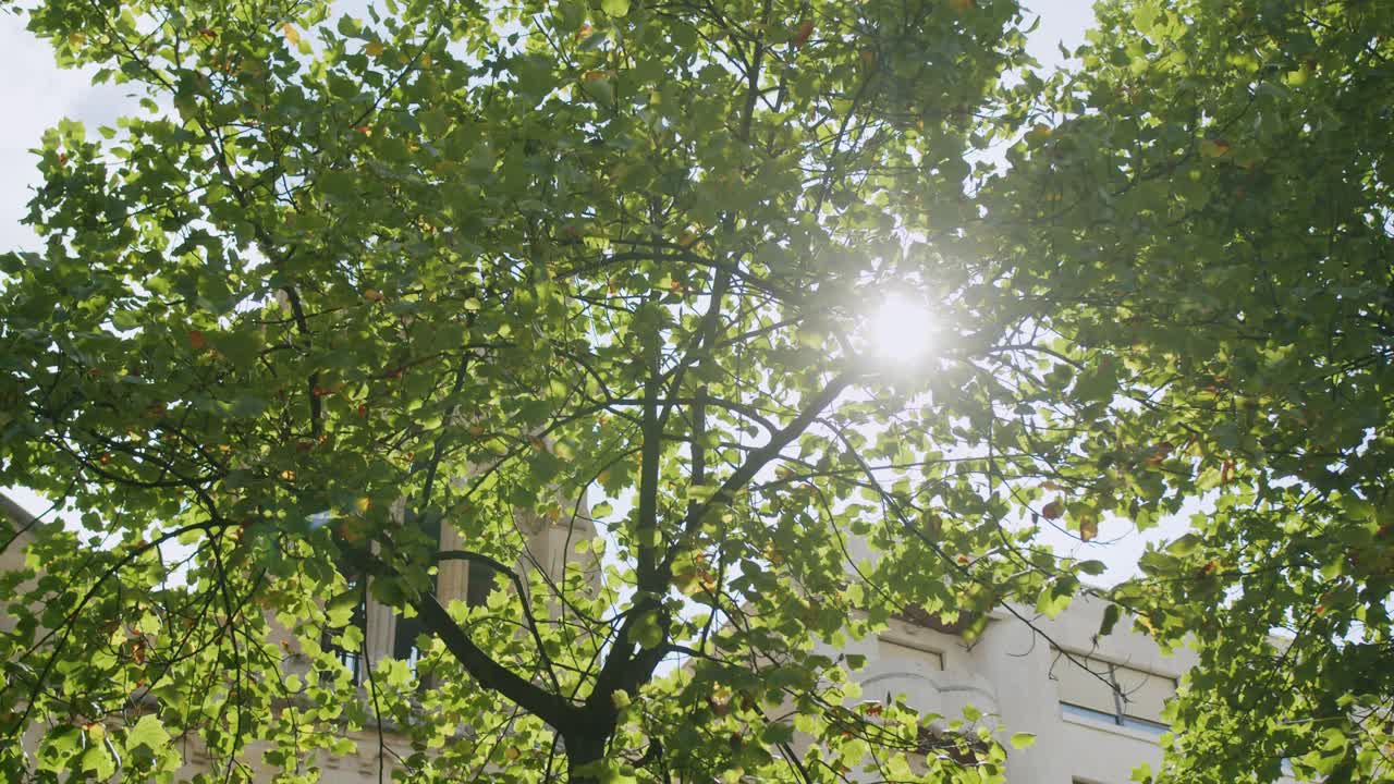 солнце светит сквозь деревья в гизоне, астурия