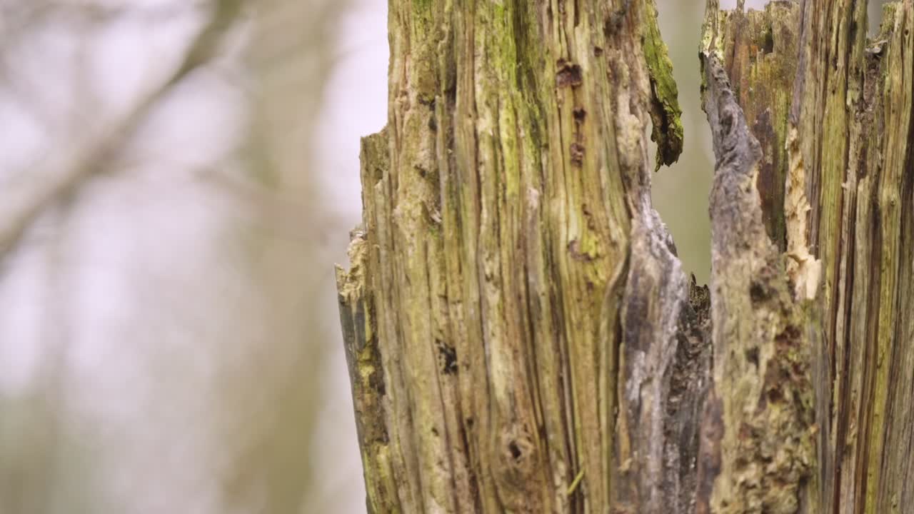 Great spotted woodpecker on bark of tree trunk in Dutch woodland forest