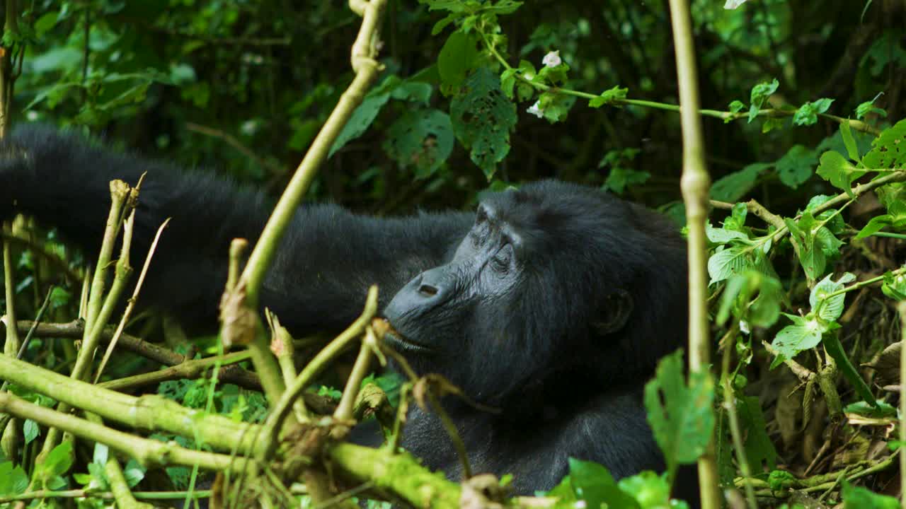 Una gorilla femmina che mangia piante, erbivora, nella foresta pluviale selvaggia.