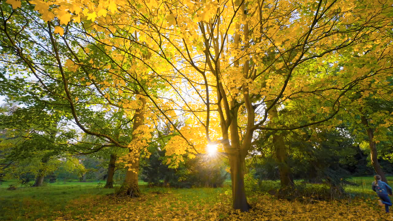 Autumn Walk in the Park with Yellow Leaves