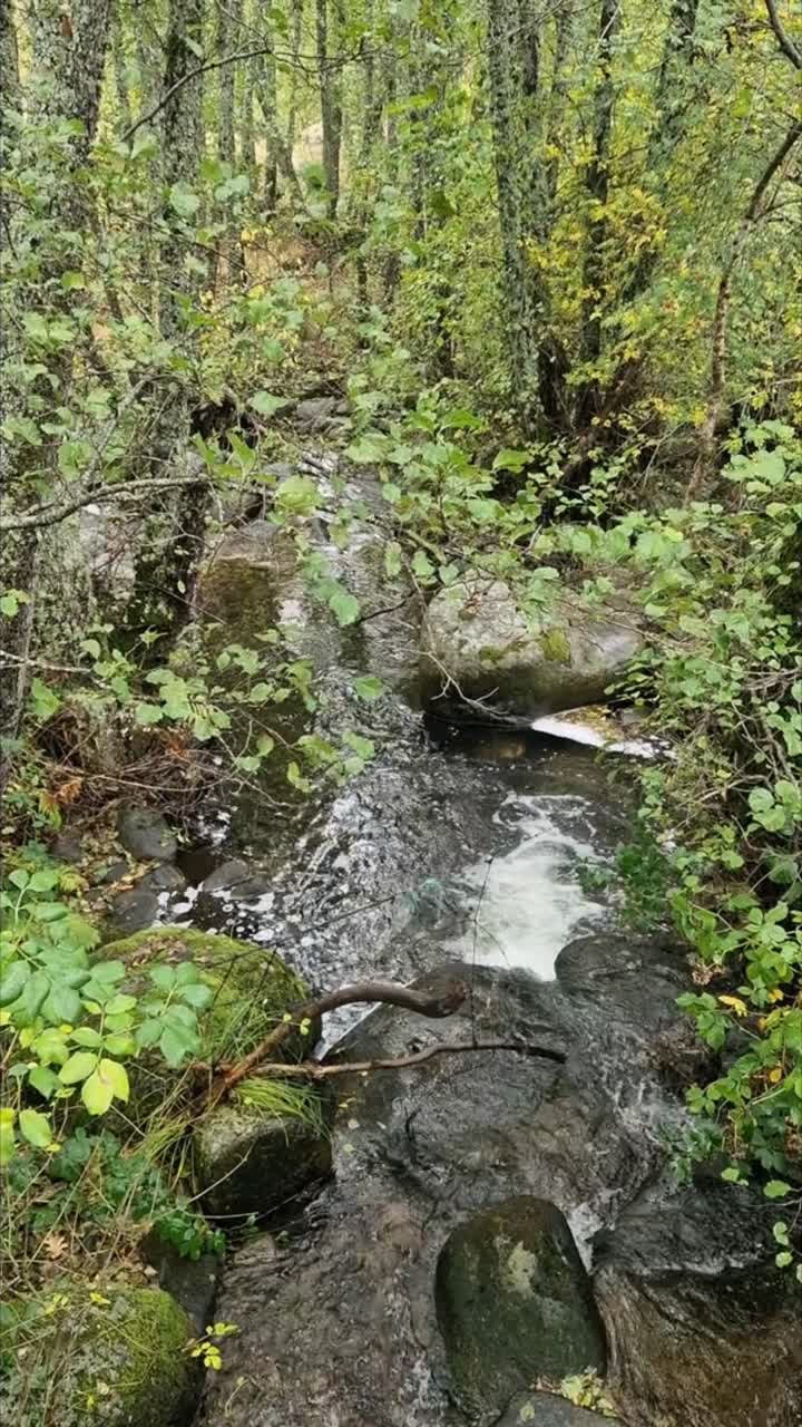 Crystal clear water flowing over mossy rocks in a small mountain stream in the Sierra de Gredos, Salamanca, Spain. Lush green forest environment