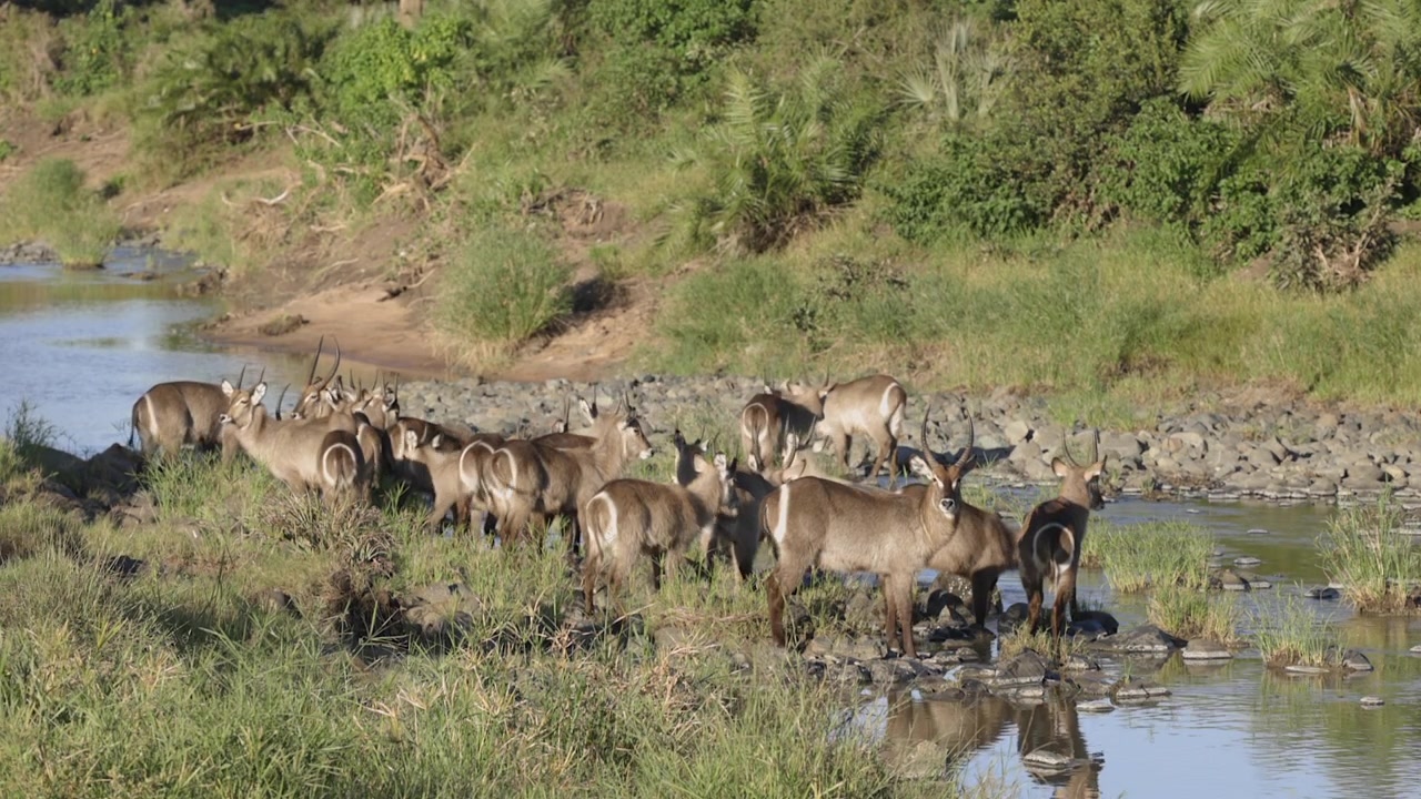 Antilope waterbuck con i caratteristici anelli bianchi sul posteriore che beve in un piccolo fiume
