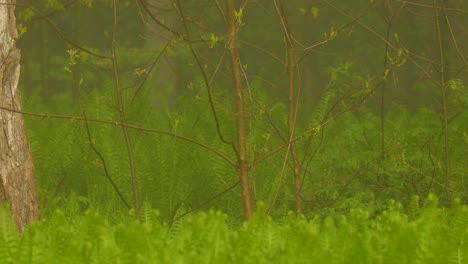 Ein-Kleiner-Vogel,-Der-Im-Wald-Den-Zweig-Hinunterspringt