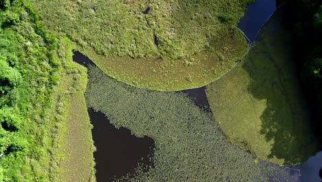 Altwassersee---Mit-Grafischen-Linien-Am-Fluss-Kinabatangan-Liegt-Im-Malaysischen-Bundesstaat-Sabah