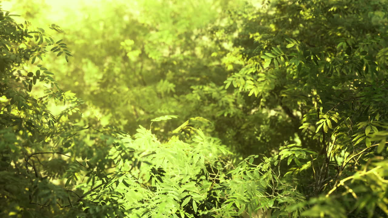 Lush greenery illuminated by sunlight in a tranquil forest