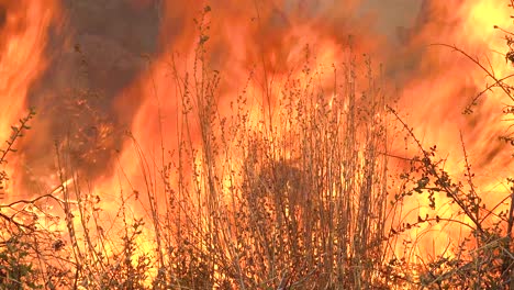 close up of a generic forest fire or brush fire burning and consuming dry brush vegetation on the hills of southern california