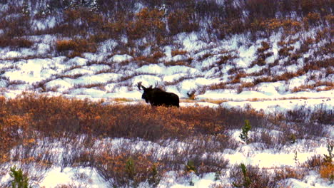 raras montañas rocosas de colorado alto país alce avistamiento aéreo cinematográfico dron profundo en polvo backcountry arbusto denver frente rango colligate picos vail breck aspen telluride a la izquierda seguir el movimiento