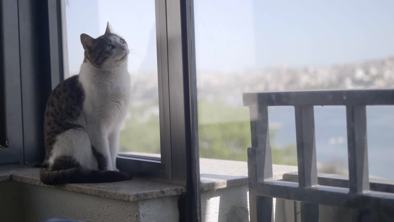 Cat looking out of a window at a city view