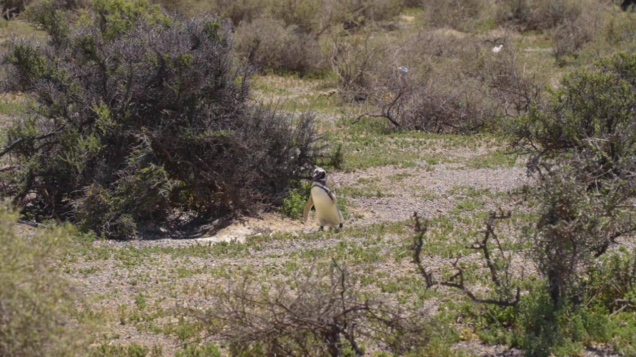 Pinguino di Magellano cammina su terreno costiero arido con vegetazione rada in Patagonia, Trelew Argentina