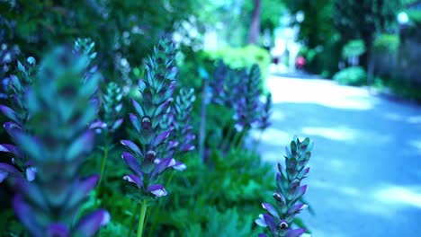 Blumen-Blühen-Mit-Großen-Blüten-Im-Garten-Des-Krankenhauses-In-Frankreich,-Wo-Vincent-Van-Gogh-Lebte