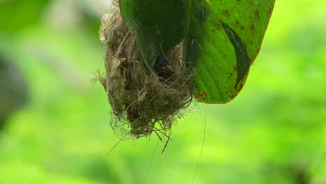 little spiderhunter's nest, ingeniously constructed and hanging from the underside of a large banana leaf, for concealment and protection